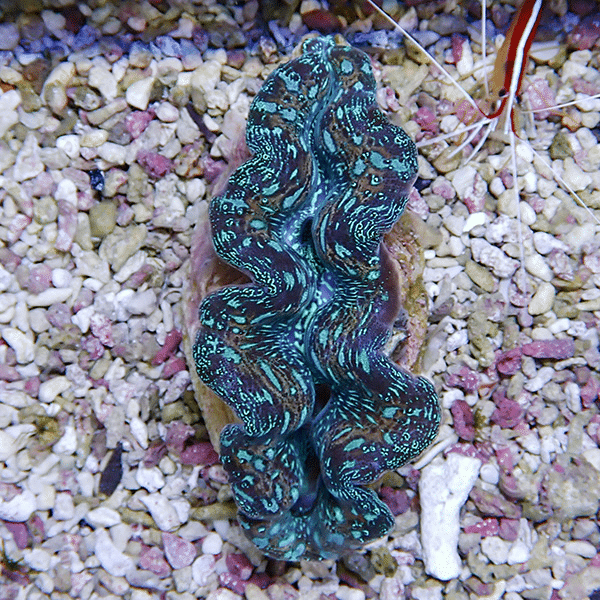 【サンゴ現物2】ヒメシャコガイ 8-9cm