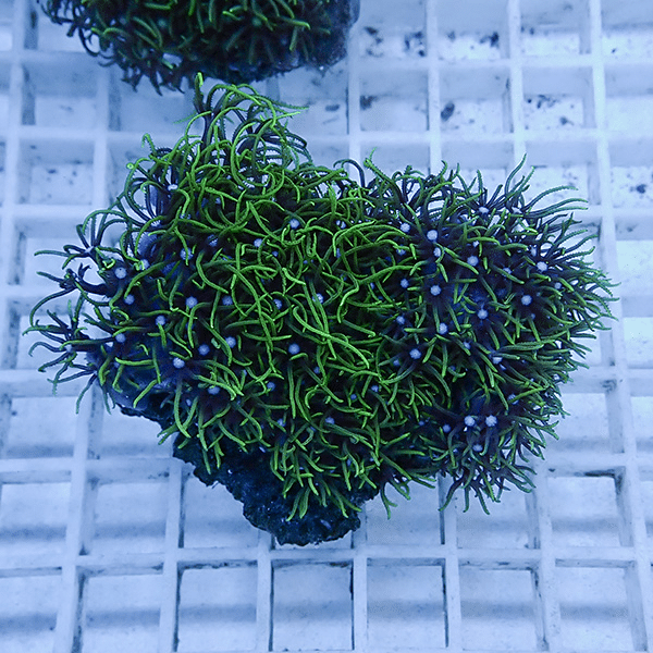 【サンゴ現物2】スターポリプ