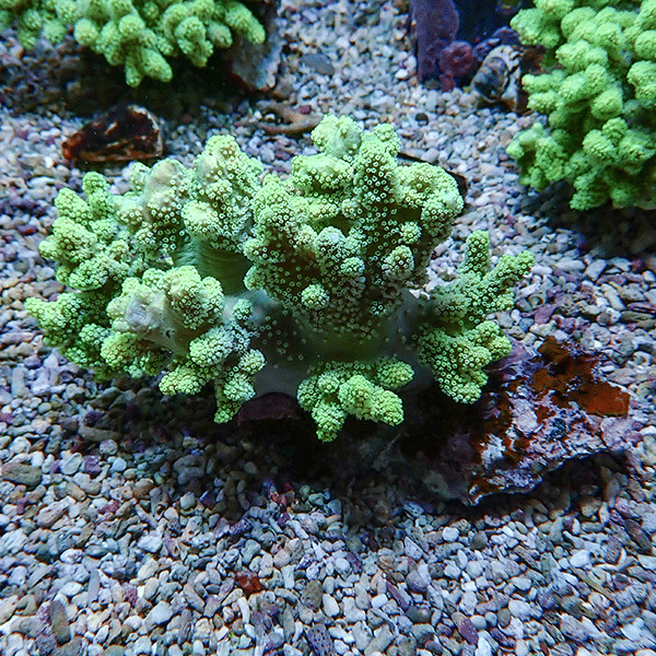 【サンゴ現物2】トサカ.sp 13-12cm 沖縄産