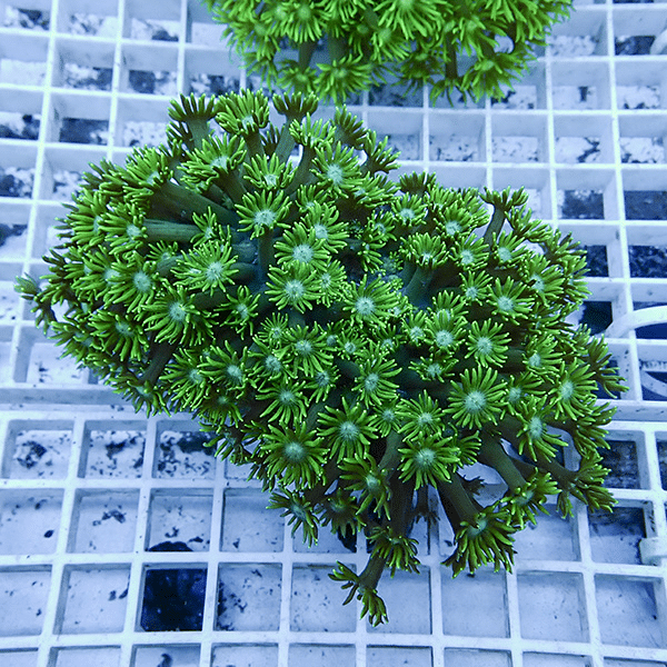 【サンゴ現物2】ハナガササンゴ