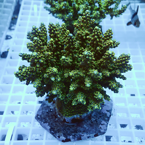 【サンゴ現物2】ブリードミドリイシ