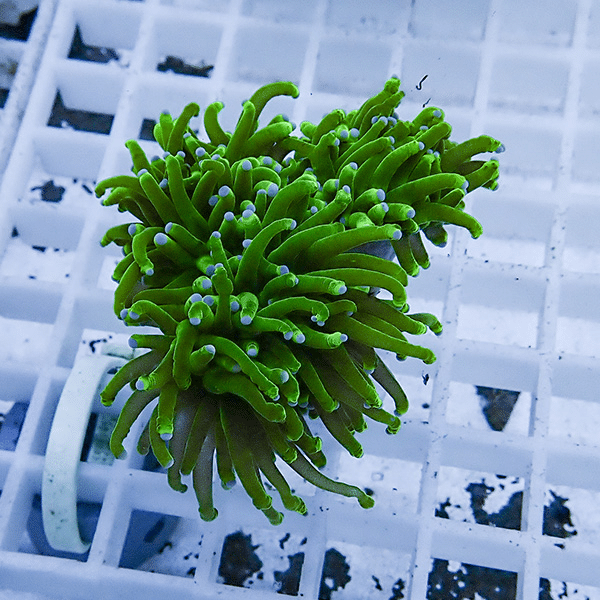 【サンゴ現物30】フラワーコーラルフラグ