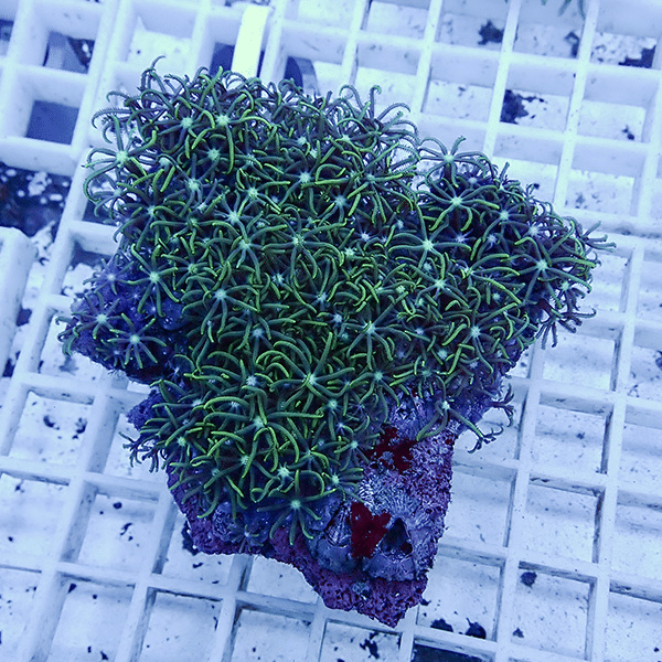 【サンゴ現物30】スターポリプ