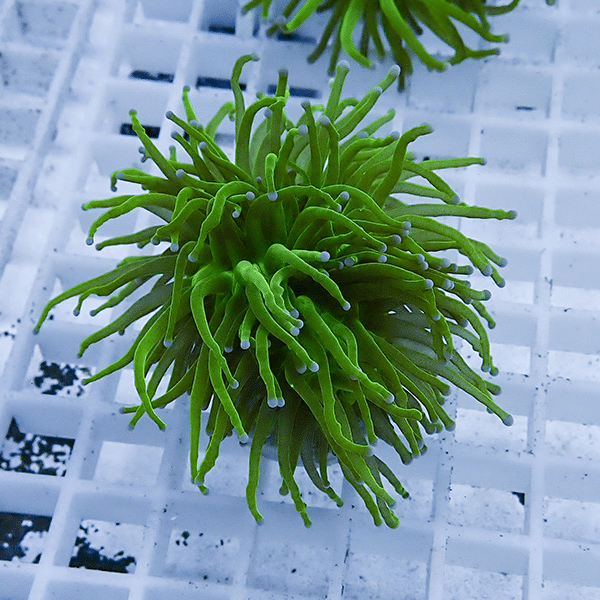 【サンゴ現物31】フラワーコーラルフラグ