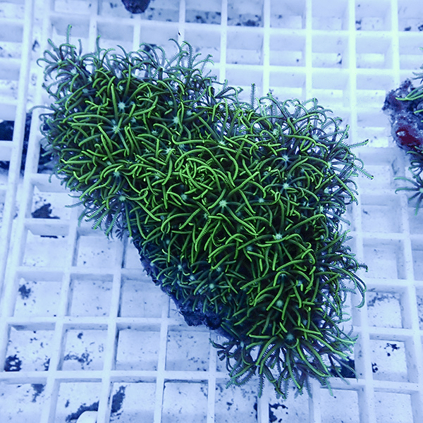 【サンゴ現物31】スターポリプ