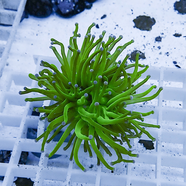 【サンゴ現物32】フラワーコーラルフラグ