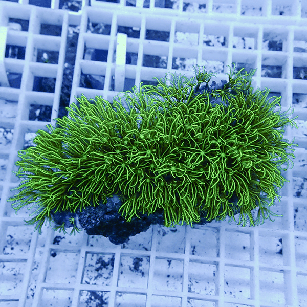 【サンゴ現物32】スターポリプ