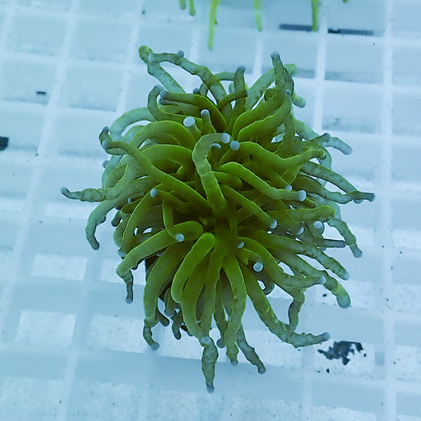 【サンゴ現物33】フラワーコーラルフラグ