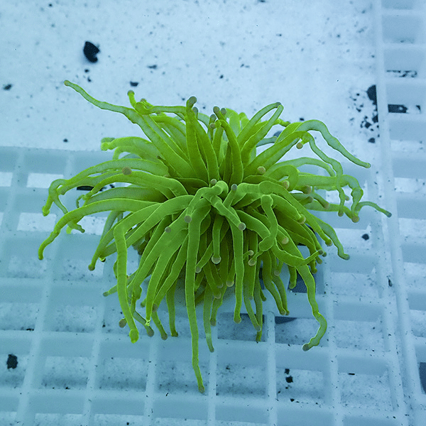 【サンゴ現物34】フラワーコーラルフラグ