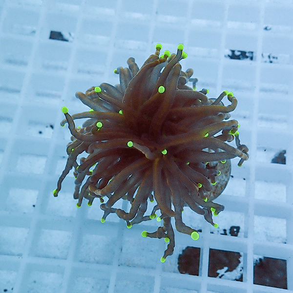 【サンゴ現物35】フラワーコーラルフラグ