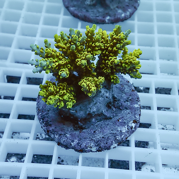 【サンゴ現物35】ブリードミドリイシ