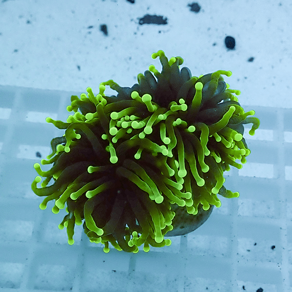 【サンゴ現物36】フラワーコーラルフラグ