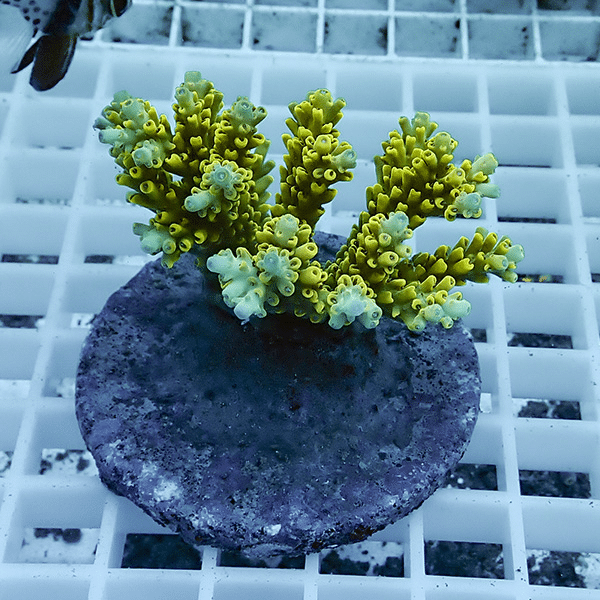 【サンゴ現物37】ブリードミドリイシ