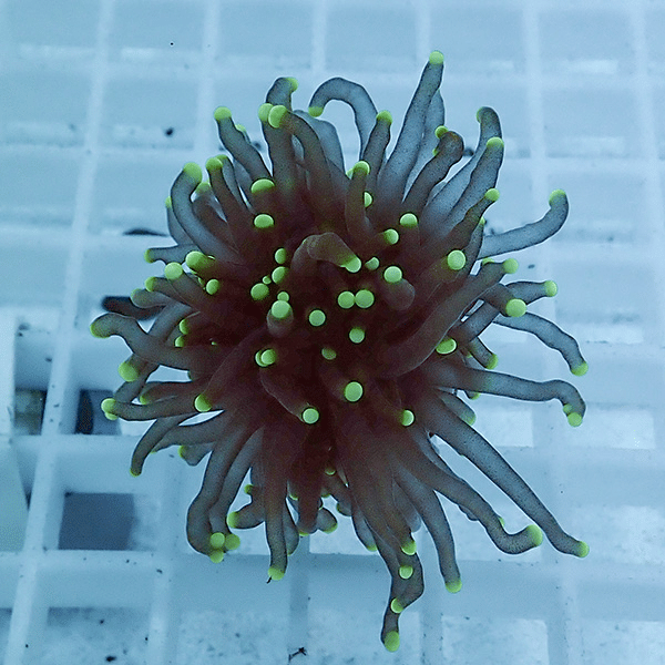 【サンゴ現物38】フラワーコーラルフラグ