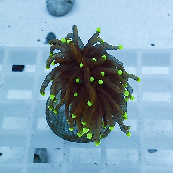 【サンゴ現物39】フラワーコーラルフラグ