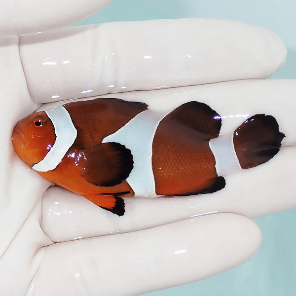 【現物3】カクレクマノミbig 7cm±