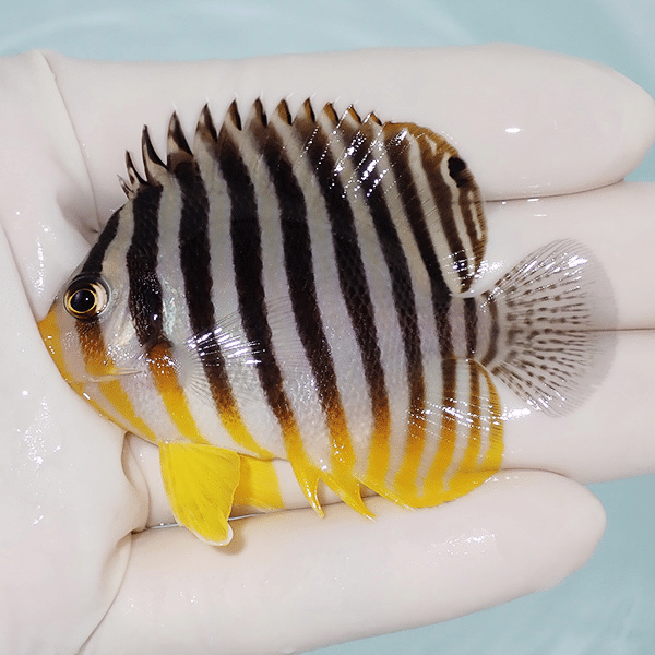 【現物3】シマヤッコ 6.5cm±