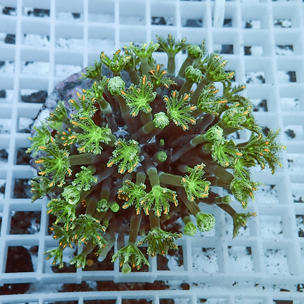 【サンゴ現物3】ツツウミヅタサンゴ オレンジ