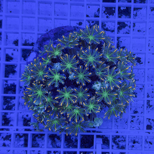 【サンゴ現物3】ツツウミヅタサンゴ オレンジ