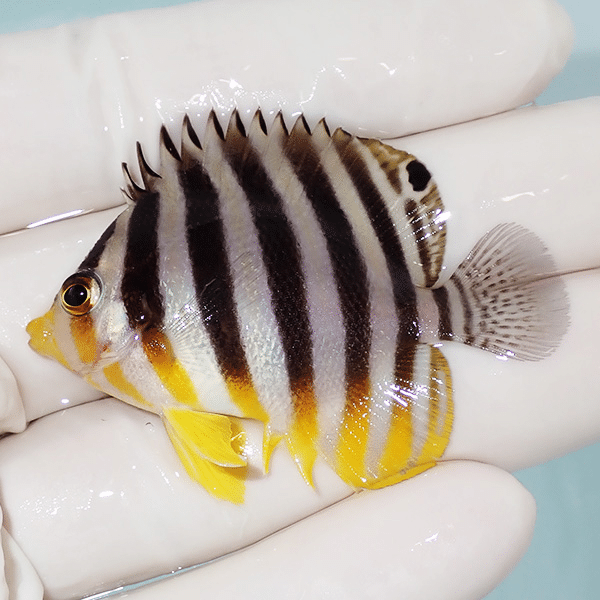 【現物3】シマヤッコ 5cm±