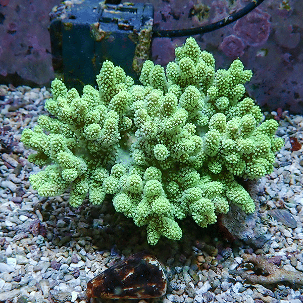 【サンゴ現物3】トサカ.sp 13-12cm 沖縄産