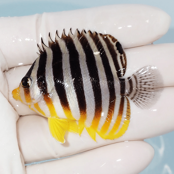 【現物3】シマヤッコ 5.5cm±