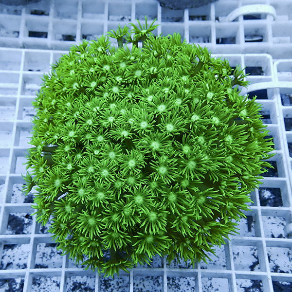 【サンゴ現物3】ハナガササンゴ