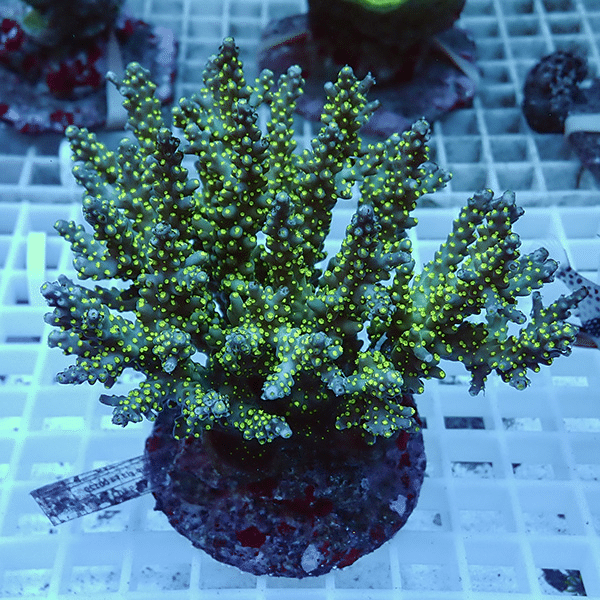 【サンゴ現物3】ブリードミドリイシ