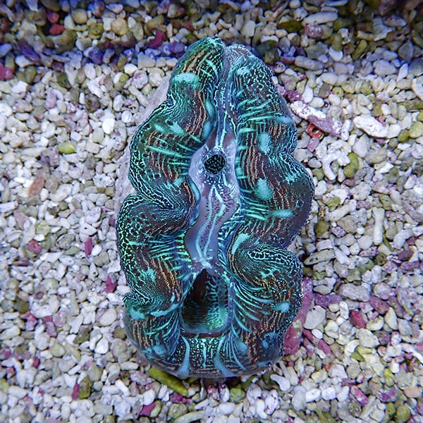 【サンゴ現物4】ヒメシャコガイ 9-10cm