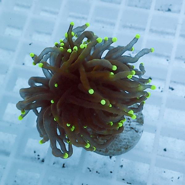 【サンゴ現物40】フラワーコーラルフラグ