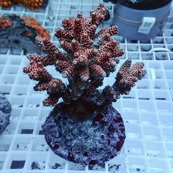 【サンゴ現物49】ブリードミドリイシ