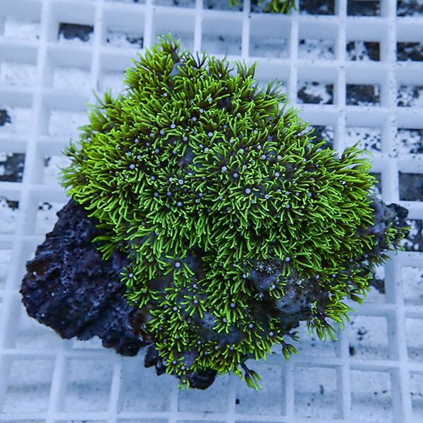 【サンゴ現物19】スターポリプ