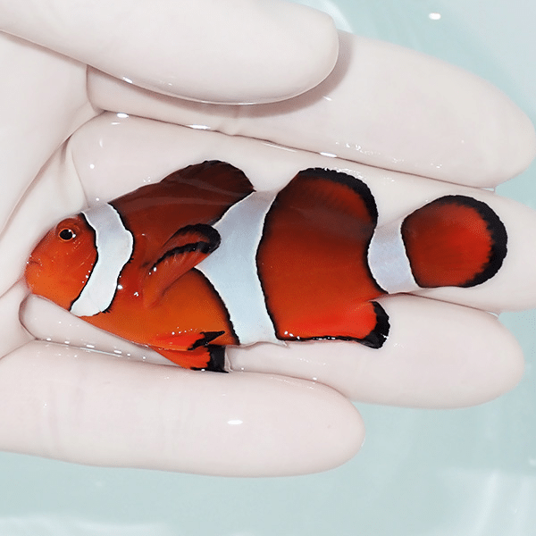 【現物4】カクレクマノミbig 7cm