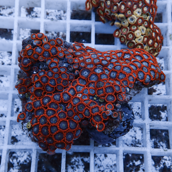 【サンゴ現物4】マメスナギンチャク