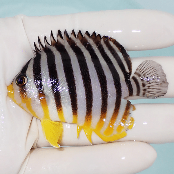 【現物4】シマヤッコ 7cm±