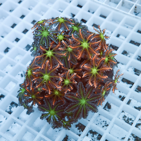 【サンゴ現物4】ツツウミヅタサンゴ オレンジ