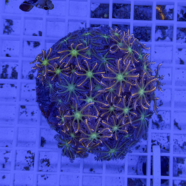 【サンゴ現物4】ツツウミヅタサンゴ オレンジ