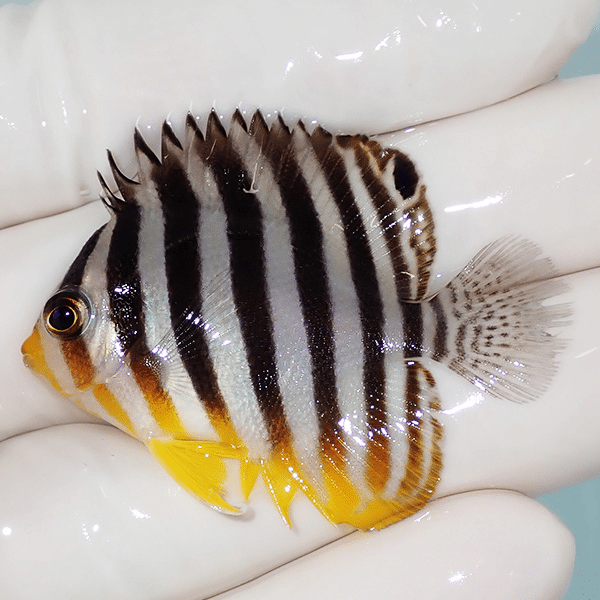 【現物4】尾びれ裂け シマヤッコ 4.5cm±