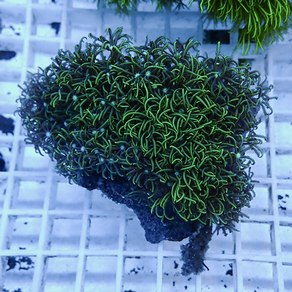 【サンゴ現物4】スターポリプ