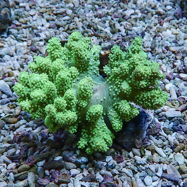 【サンゴ現物4】トサカ.sp 7-6cm 沖縄産