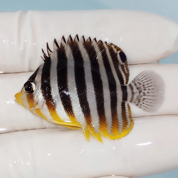 【現物4】シマヤッコ 4.5cm±