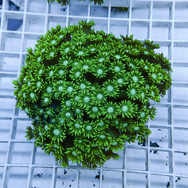 【サンゴ現物4】ハナガササンゴ