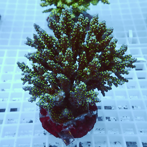 【サンゴ現物4】ブリードミドリイシ