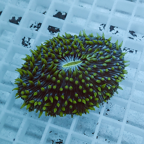 【サンゴ現物1】クサビライシ