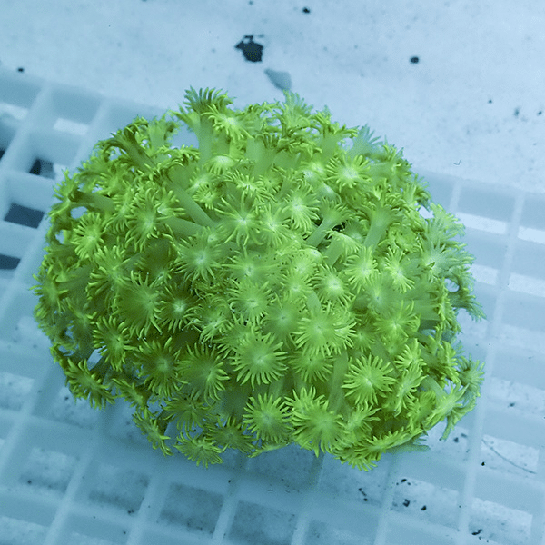 【サンゴ現物1】ハナガササンゴ