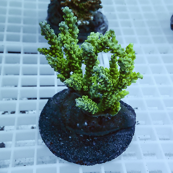 【サンゴ現物53】ブリードミドリイシ