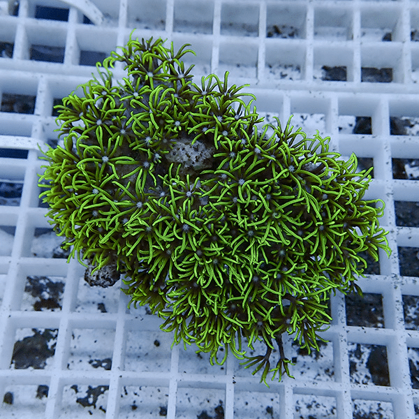 【サンゴ現物20】スターポリプ