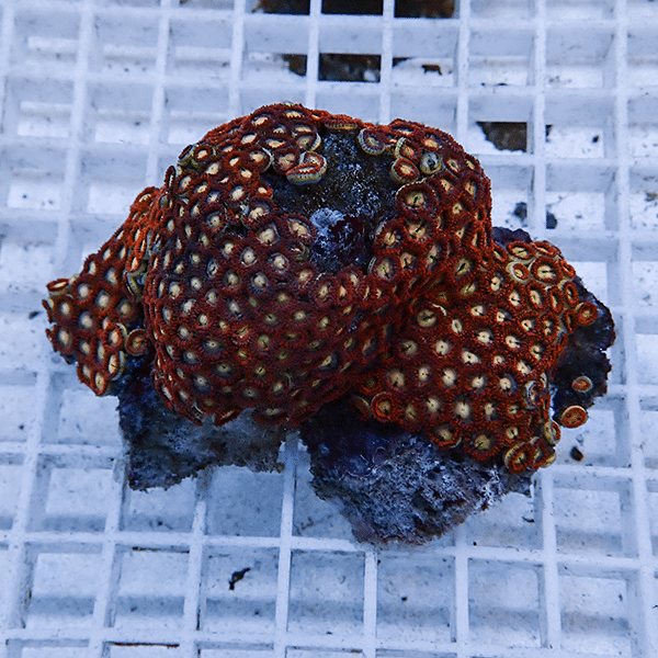 【サンゴ現物5】マメスナギンチャク