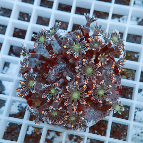 【サンゴ現物5】ツツウミヅタサンゴ オレンジ