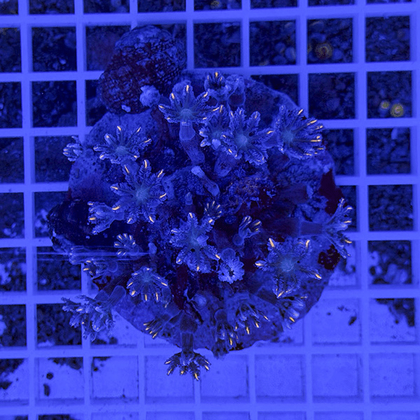 【サンゴ現物5】ツツウミヅタサンゴ オレンジ